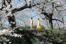 When it's Cherry Blossom Time...